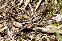 Artoriopsis expolita