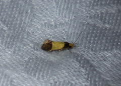 Epithymema chrysocolla