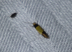 Epithymema chrysocolla