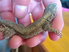 Sceloporus palaciosi