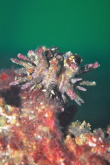 Goniocidaris impressa