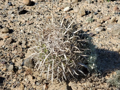 Ferocactus gracilis