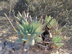 Dudleya cultrata