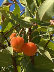 Arbutus unedo