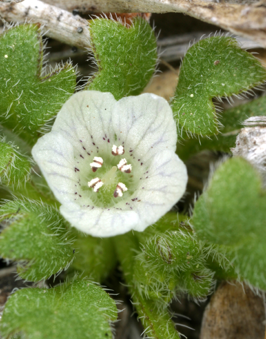 Nemophila spatulata