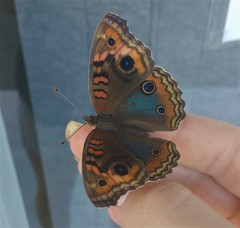 Junonia genoveva