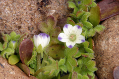 Nemophila spatulata