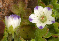 Nemophila spatulata