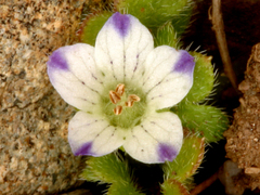 Nemophila spatulata
