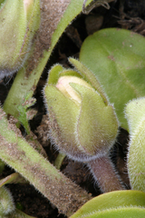 Nemophila spatulata