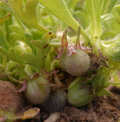 Nemophila spatulata