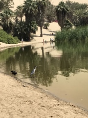 Nycticorax nycticorax