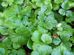 Waldsteinia ternata