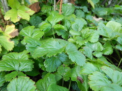 Waldsteinia ternata