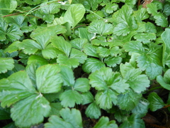 Waldsteinia ternata