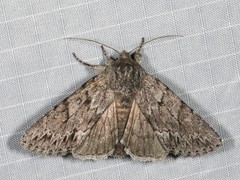 Andropolia contacta