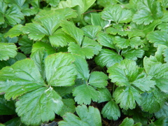 Waldsteinia ternata