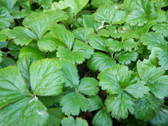 Waldsteinia ternata