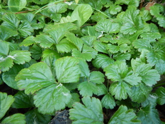 Waldsteinia ternata