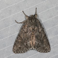 Andropolia contacta