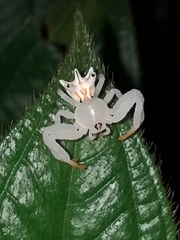 Epicadus heterogaster