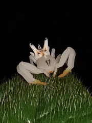 Epicadus heterogaster