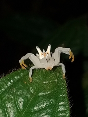 Epicadus heterogaster