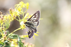 Metardaris cosinga