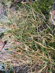 Danthonia