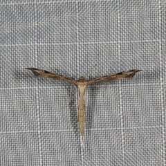 Stenoptilia coloradensis