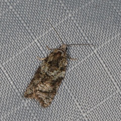 Acleris variana