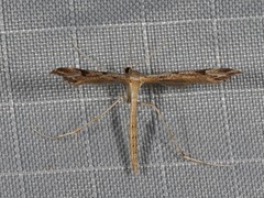 Stenoptilia coloradensis