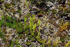 Diphasiastrum sitchense