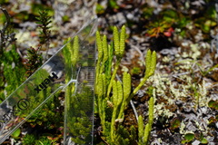 Diphasiastrum sitchense