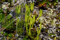 Diphasiastrum sitchense