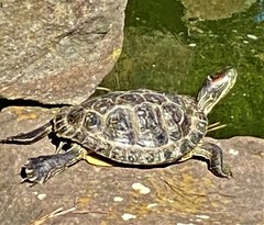 Trachemys scripta elegans