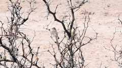 Leptasthenura aegithaloides