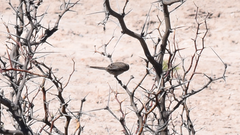 Leptasthenura aegithaloides