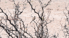 Leptasthenura aegithaloides