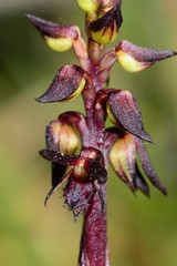 Genoplesium arrectum