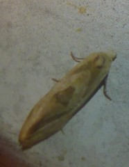 Aethes angustana