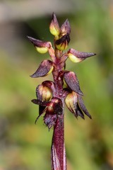 Genoplesium arrectum