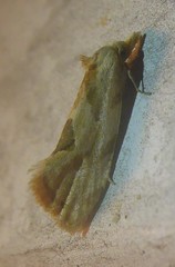 Aethes angustana