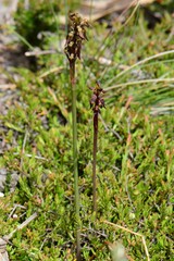 Genoplesium arrectum