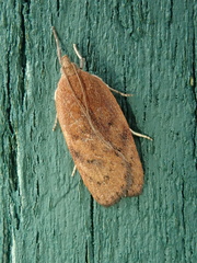 Tortricidae