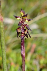 Genoplesium arrectum