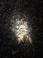 Platyplectrum fletcheri