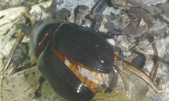 Ligyrus relictus