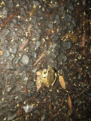 Platyplectrum fletcheri