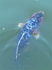 Cyprinus rubrofuscus